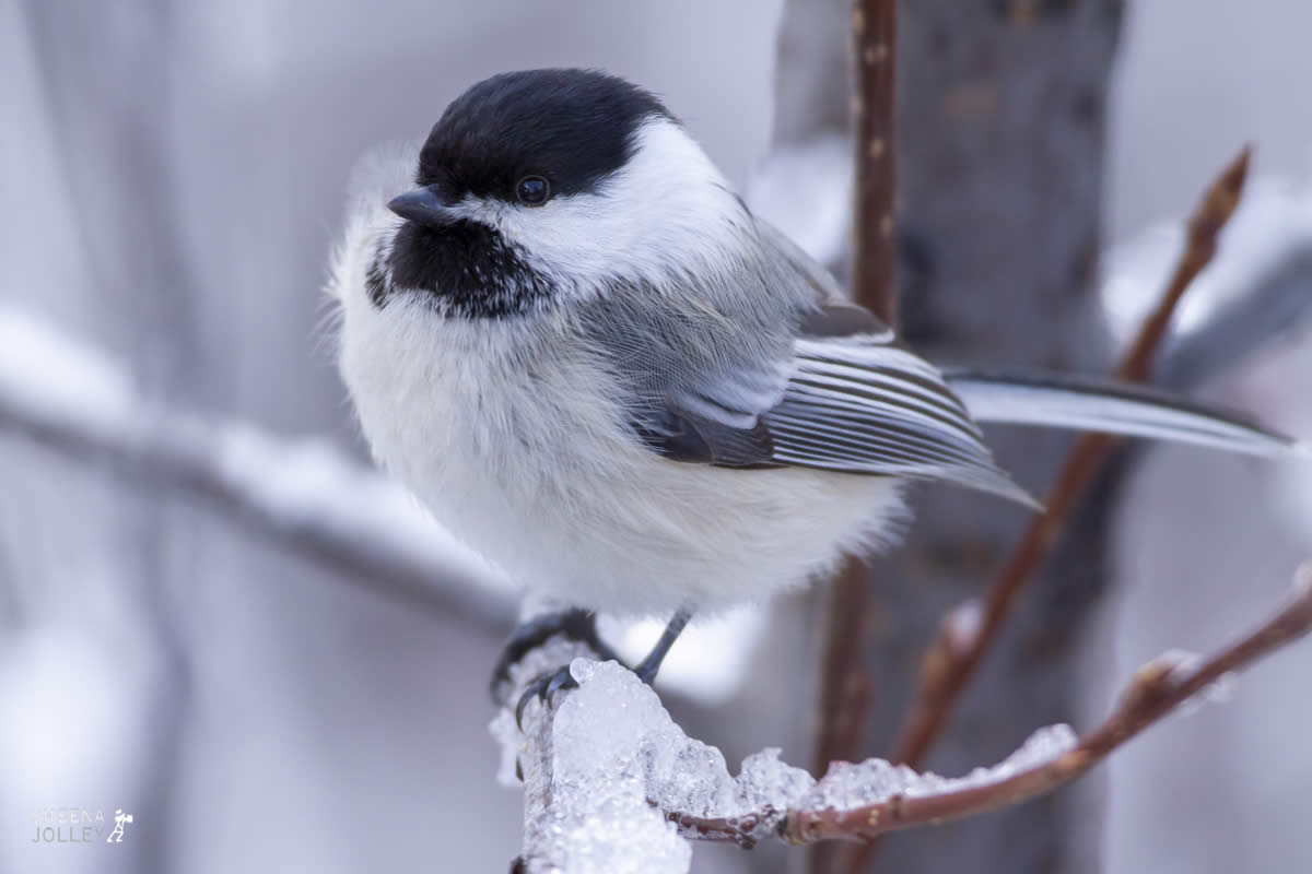 Black-capped Chickadee.jpg - Yellowstone & Utah